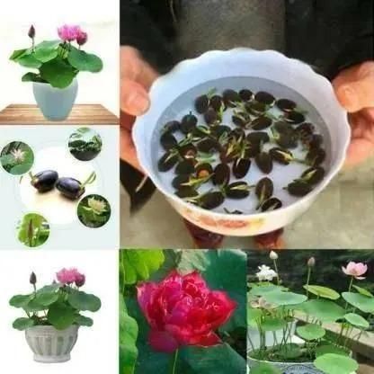 Bonsai Lotus Flower Seeds (100pcs - BUY 1 GET 1 FREE)